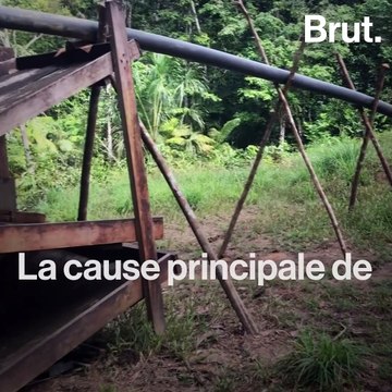 Les dauphins roses contaminés au mercure