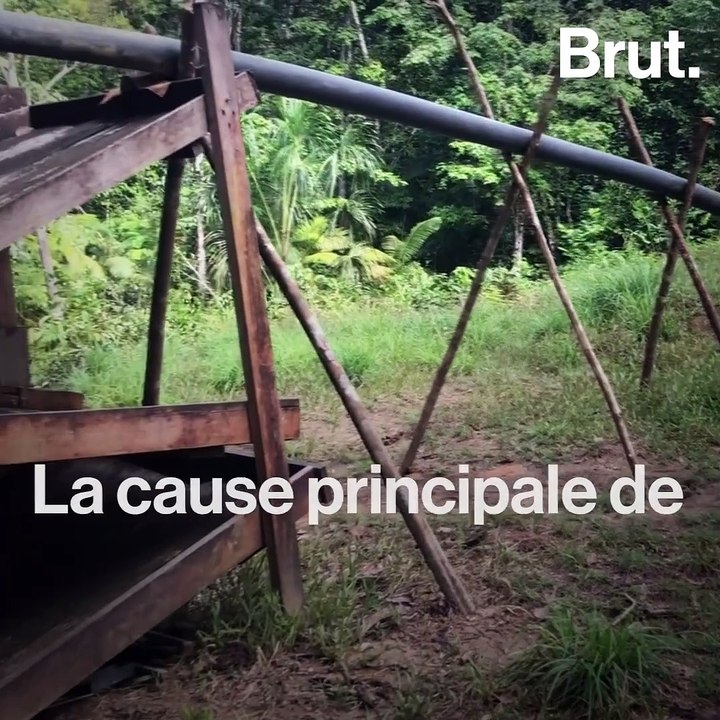 Les dauphins roses contaminés au mercure