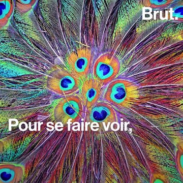 Pourquoi le paon fait la roue ?