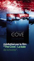 Au Japon, une baleine coincée depuis plus de 12 jours dans des filets de pêche