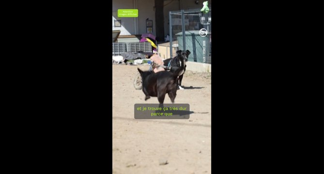 En Normandie, un refuge dédié aux animaux handicapés et victimes de maltraitance