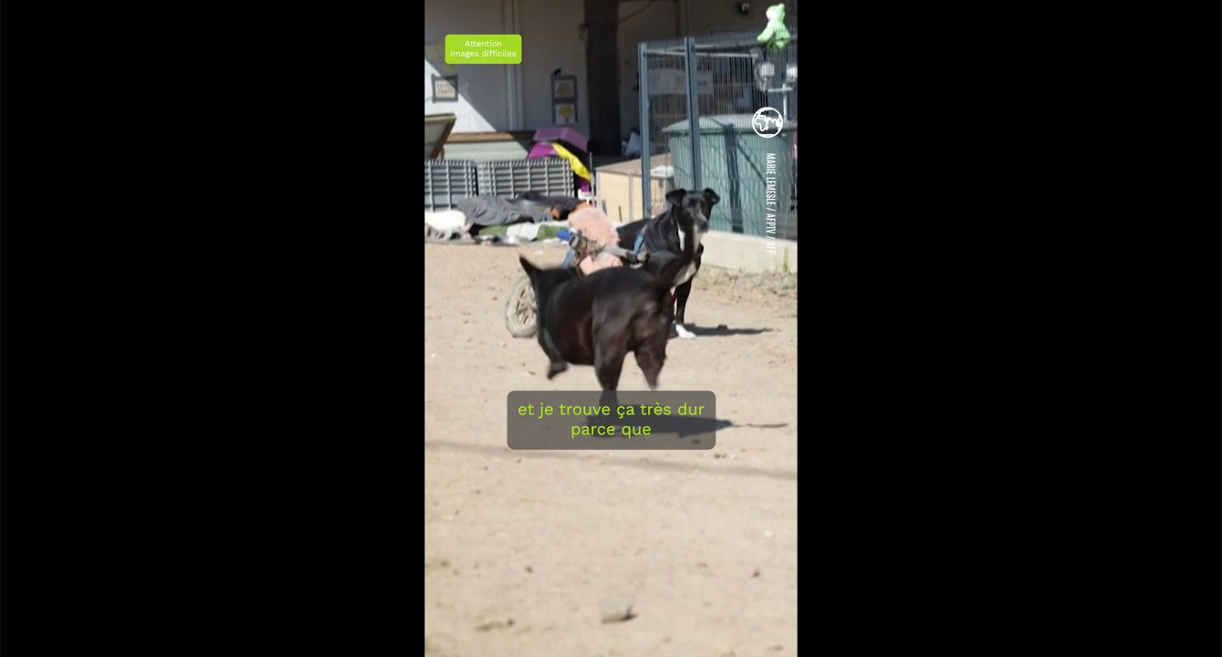 En Normandie, un refuge dédié aux animaux handicapés et victimes de maltraitance