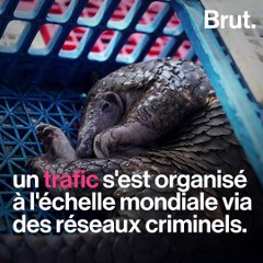 Le pangolin, menacé par un trafic international