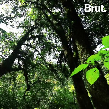 Les forêts humides vouées à disparaître ?