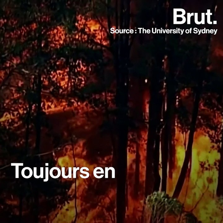 Australie : l’ampleur des incendies en 5 conséquences