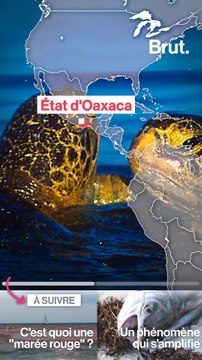 Au Mexique, les tortues victimes de la marée rouge