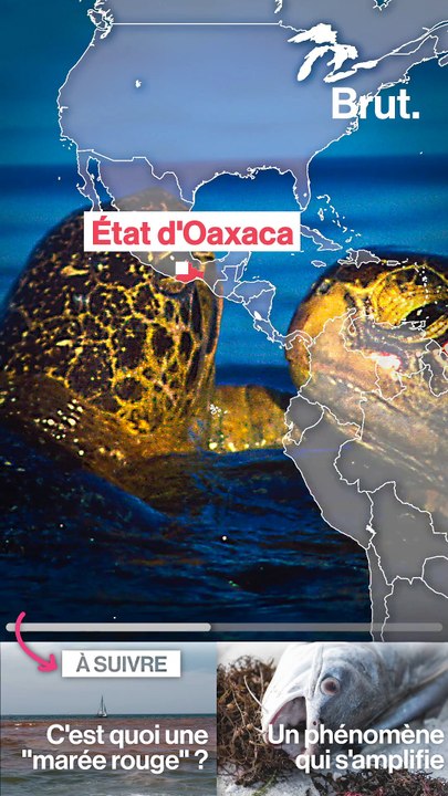 Au Mexique, les tortues victimes de la marée rouge