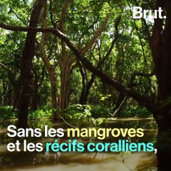 Comment les mangroves et coraux protègent les littoraux