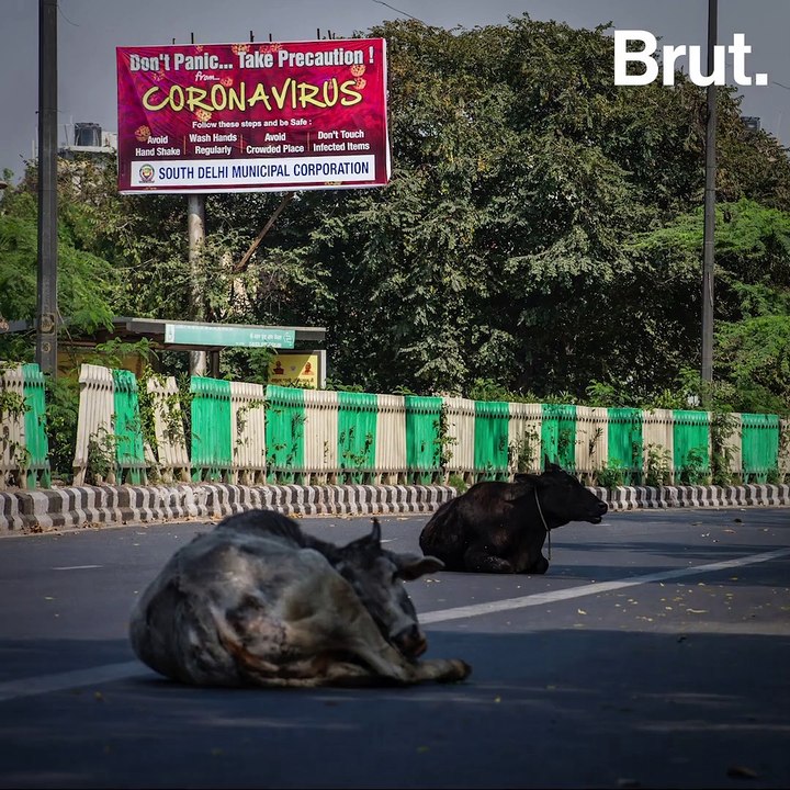 Confinement : la nature reprend-elle vraiment ses droits ?