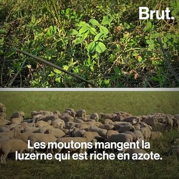 Pour passer au bio, Hugues a remplacé ses engrais par des moutons