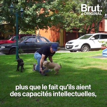 Mexique : il a crée une application pour sauver les animaux abandonnés
