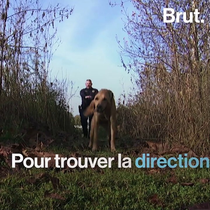 Comment les chiens sentent-ils ?