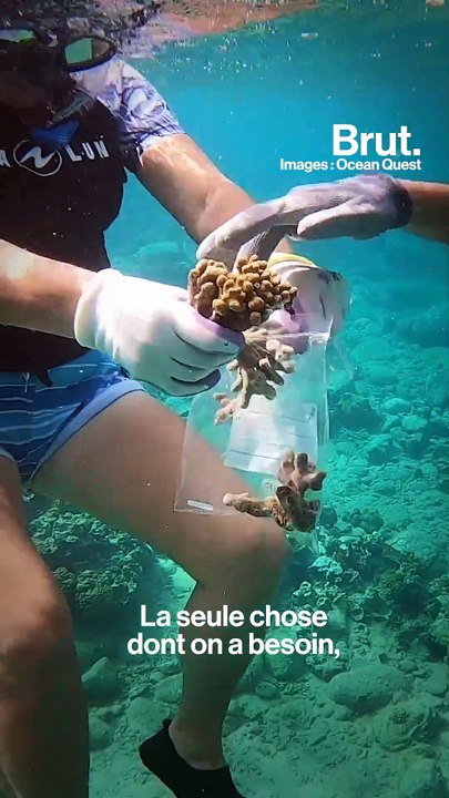 Avec Ocean Quest, Sandrine Treyvaud replante des coraux