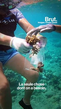 Avec Ocean Quest, Sandrine Treyvaud replante des coraux