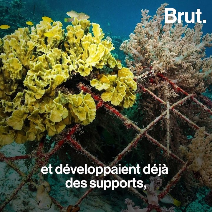 Comment Jérémy veut faciliter le développement des récifs coralliens avec de la dentelle