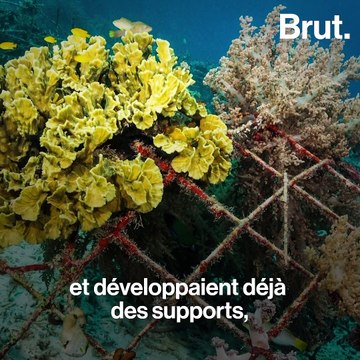 Comment Jérémy veut faciliter le développement des récifs coralliens avec de la dentelle