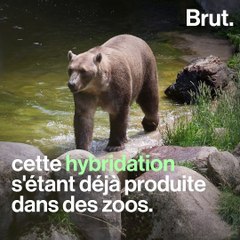 Le pizzly, un ours engendré par le réchauffement climatique ?