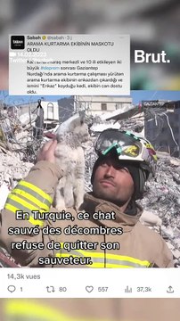 En Turquie, ce chat sauvé des décombres refuse de quitter son sauveteur.