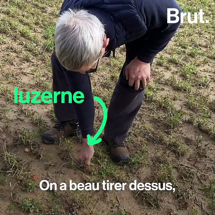 Les alternatives au soja pour nourrir le bétail