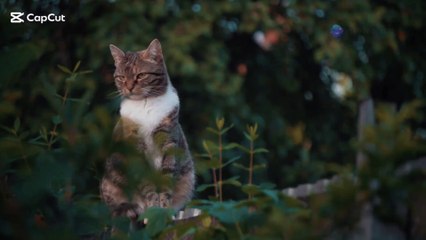 کہانی ایک کمزور بلی کی جو اپنی محنت سے طاقتور ہو گئی