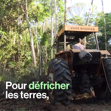 Incendies en Amazonie : les internautes se mobilisent