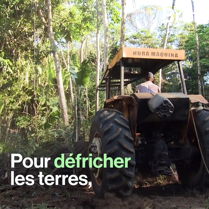 Incendies en Amazonie : les internautes se mobilisent