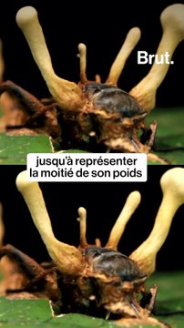 Le champignon dans The Last of Us existe dans la nature et transforme des fourmis en zombies .