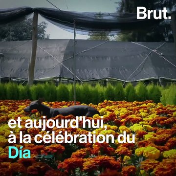 Au Mexique, on dit que ce chien célèbre la mort
