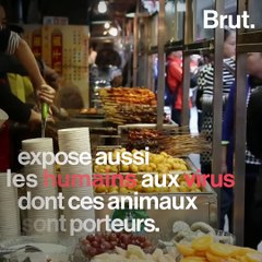 Coronavirus : une transmission par les animaux