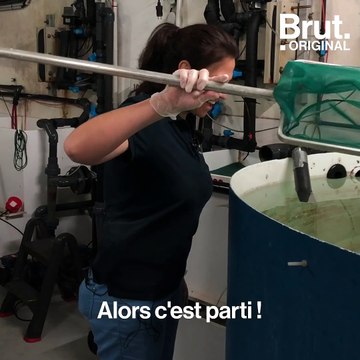 Des tortues marines relâchées par le centre de soins de La Rochelle