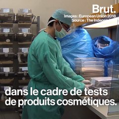 Le Parlement européen veut interdire les tests cosmétiques dans le monde