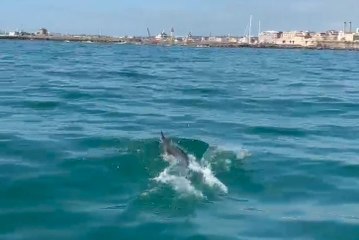 Delfini alla Lega Navale di Civitavecchia