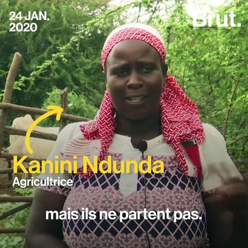 Des millions de criquets pèlerins s’abattent sur le Kenya