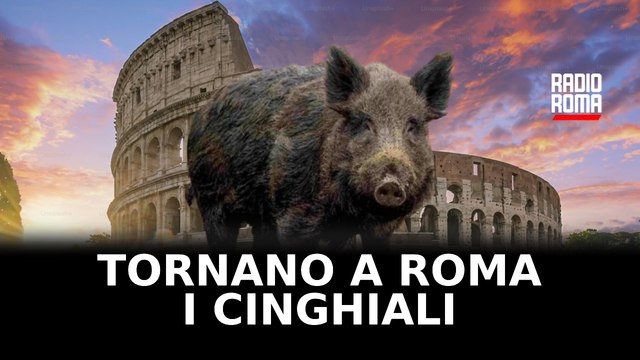 Tornano a Roma i cinghiali