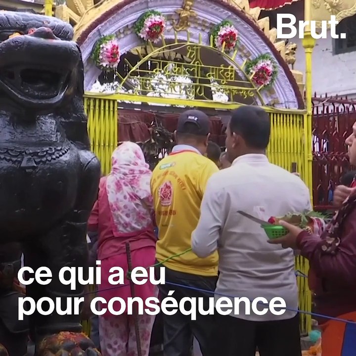 Des milliers d'animaux sacrifiés pendant cette cérémonie