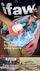 Des bénévoles aident les animaux victimes des incendies en Australie