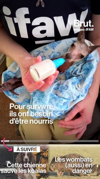 Des bénévoles aident les animaux victimes des incendies en Australie