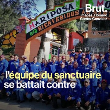 Mexique : deux défenseurs des papillons monarques retrouvés morts
