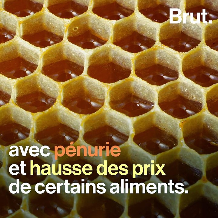 Des scientifiques finlandais ont créé un vaccin pour les abeilles