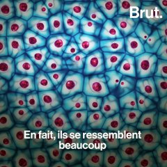 3 super-pouvoirs de la peau