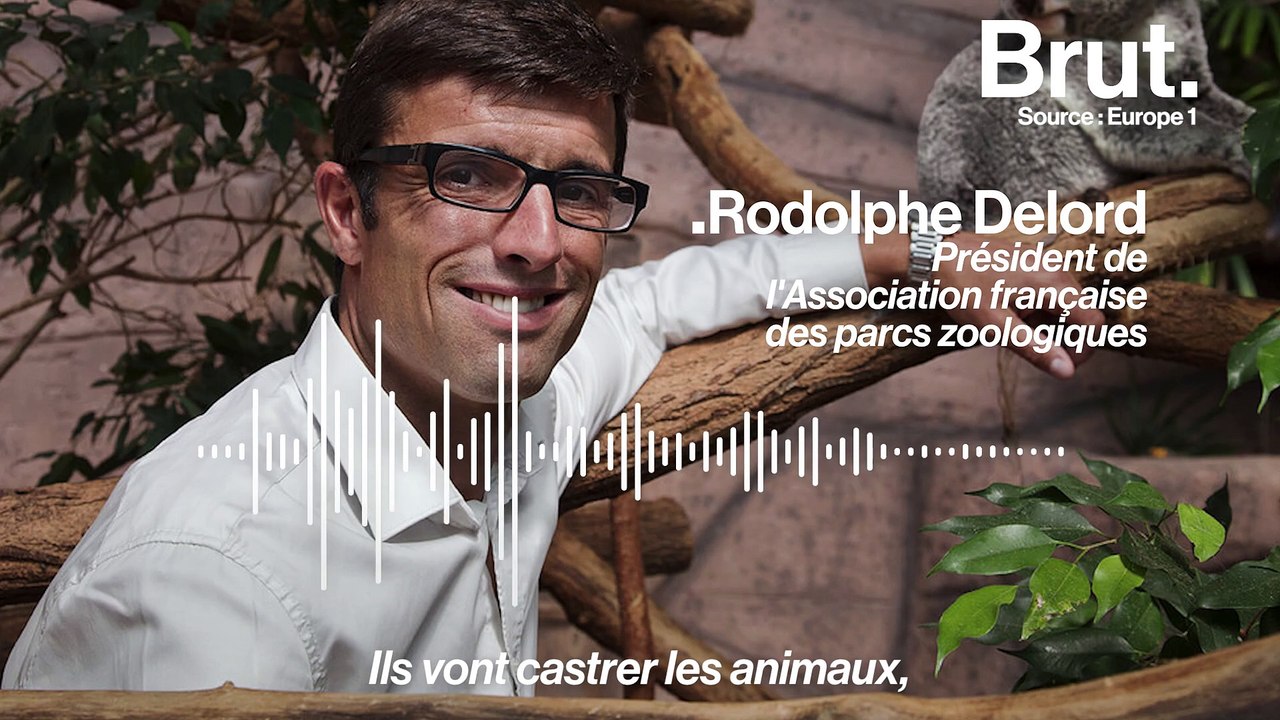 Bientôt plus de dauphins dans les parcs aquatiques ?