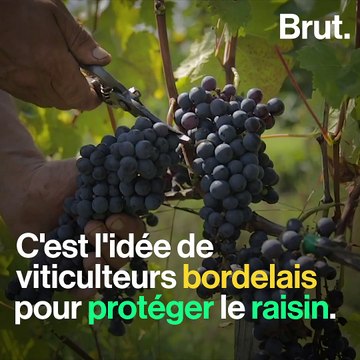 Des chauves-souris pour protéger les vignobles à Bordeaux