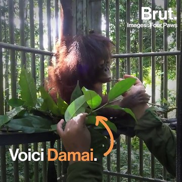 Un bébé orang-outan orphelin sauvé par Four Paws
