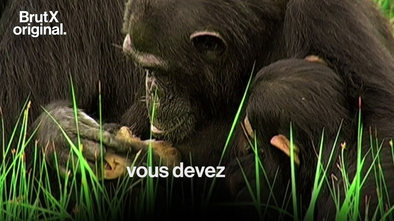 Jane Goodall : Comment sauver les animaux