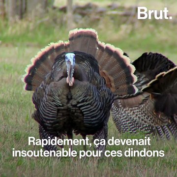 3 expressions françaises expliquées