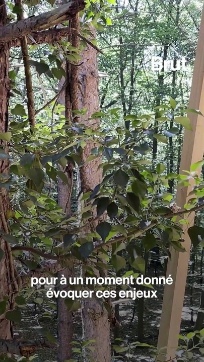 Les Nuits des Forêts, un festival qui permet de découvrir la forêt près de chez soi