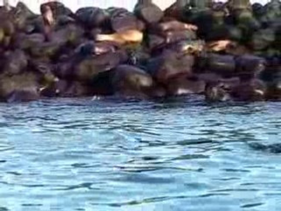 jeux de lions de mer aux galapagos