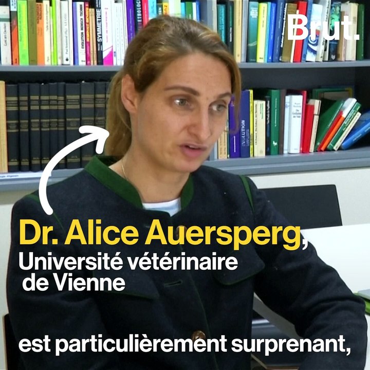 L'intelligence impressionnante des cacatoès