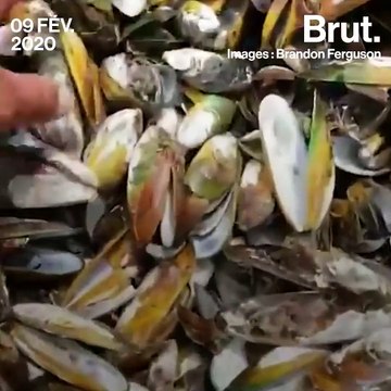Près d'un demi-million de moules retrouvées mortes en Nouvelle-Zélande