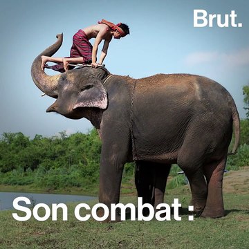 La maltraitance des éléphants dressés pour les touristes